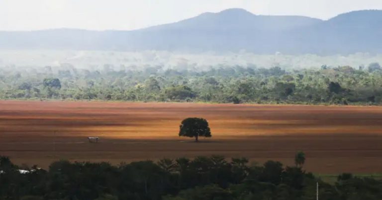 BNDES barra R$ 1,1 bilhão em crédito rural por suspeita de desmatamento ilegal bndes-barra-r$-1,1-bilhao-em-credito-rural-por-suspeita-de-desmatamento-ilegal