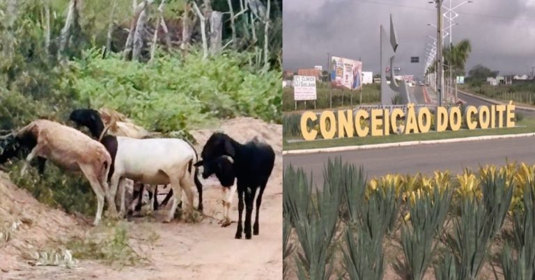 Caprinos são resgatados e devolvidos ao dono em Conceição do Coité caprinos-sao-resgatados-e-devolvidos-ao-dono-em-conceicao-do-coite