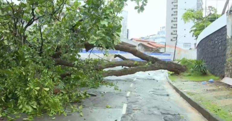 Em meio às chuvas, árvore cai e fica atravessada na pista no bairro do Caminho das Árvores, em Salvador em-meio-as-chuvas,-arvore-cai-e-fica-atravessada-na-pista-no-bairro-do-caminho-das-arvores,-em-salvador