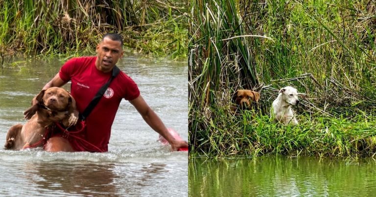 bombeiros-resgatam-caes-que-ficaram-ilhados-em-lagoa-de-praca-em-eunapolis