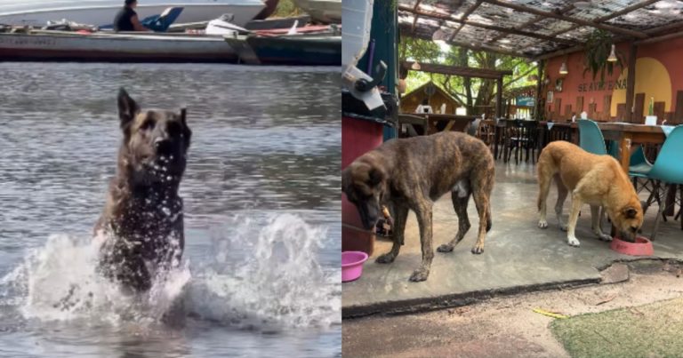 VÍDEO: Cão “adota” influenciadoras em Caraíva, comove a internet e ONG chama atenção para adoção na região video:-cao-“adota”-influenciadoras-em-caraiva,-comove-a-internet-e-ong-chama-atencao-para-adocao-na-regiao