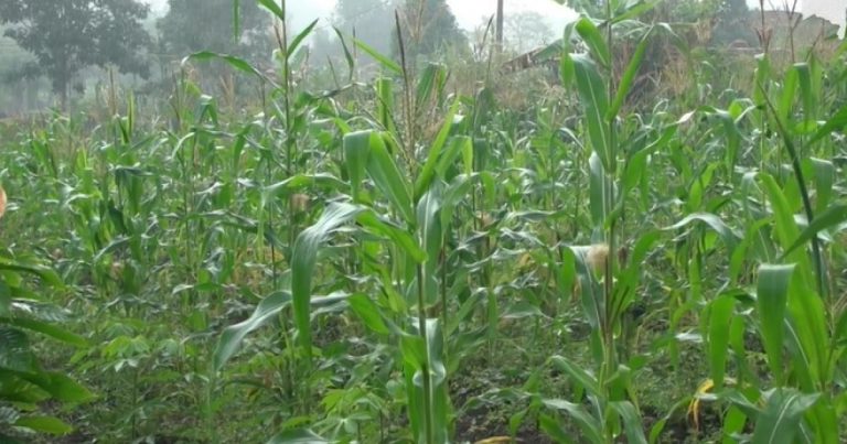 producao-de-milho-deve-crescer-em-itabuna-e-preco-da-banana-sobe-no-oeste-da-bahia