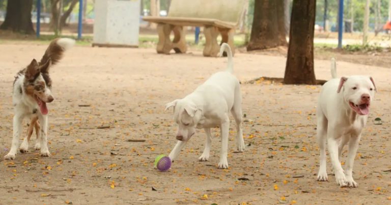 exercicio-ilegal-da-medicina-veterinaria-passa-a-ser-crime-no-brasil