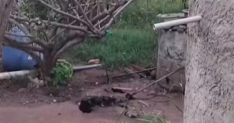 Homem é preso após invadir casa, matar cachorro e tentar furtar pertences; caso ocorreu na região sisaleira homem-e-preso-apos-invadir-casa,-matar-cachorro-e-tentar-furtar-pertences;-caso-ocorreu-na-regiao-sisaleira