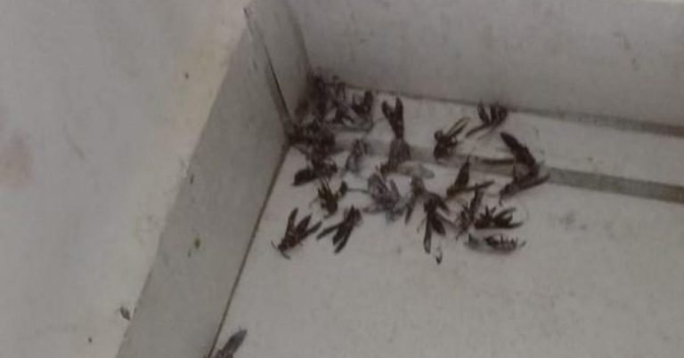 prefeitura-alerta-sobre-aumento-de-marimbondos-e-orienta-moradores-em-vitoria-da-conquista