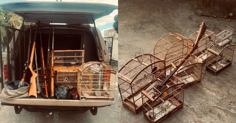 operacao-bioma-apreende-armas-de-fogo-e-resgata-137-aves-silvestres-no-reconcavo-baiano