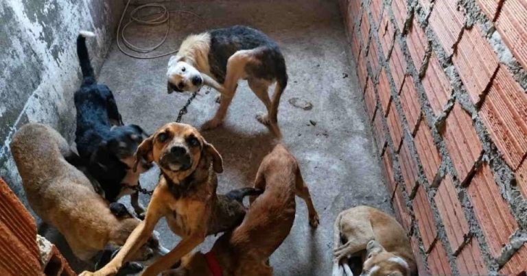 suspeito-de-realizar-eutanasia-irregular-em-caes-e-preso-em-flagrante-em-feira-de-santana
