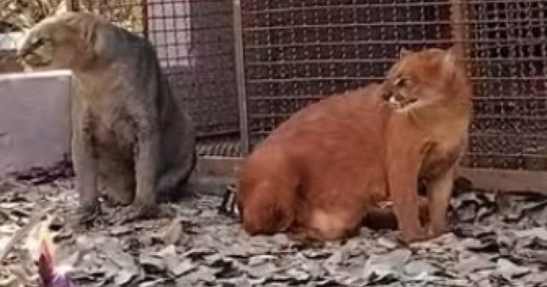 Parque em Barreiras recebe casal de gatos ameaçados de extinção e abre votação para escolha de nomes parque-em-barreiras-recebe-casal-de-gatos-ameacados-de-extincao-e-abre-votacao-para-escolha-de-nomes